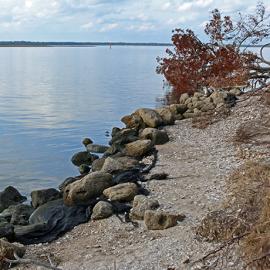 Saving Selfless Shellfish from Sunscreen
